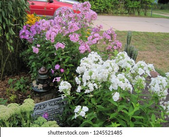 Tall Garden Phlox