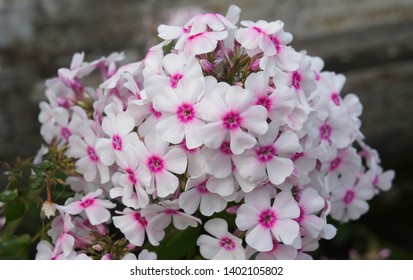 Tall Garden Phlox Flame White Eye