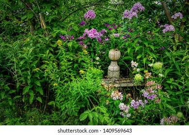 Tall Garden Phlox Growing Wild In An Abandoned Garden.