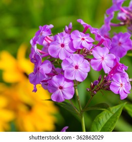 Tall Garden Phlox In The Home Garden.