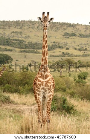 Similar – Image, Stock Photo giraffe in samburu national park kenya