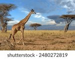 A tall giraffe with patches of brown spots is walking gracefully across a vast dry grass field under the sun in savannah