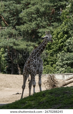 A tall giraffe with patterned coat stands on sandy ground in a zoo enclosure, surrounded by trees and greenery.