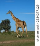 Tall giraffe walks alone by tree in portrait in Maasai Mara Game Preserve in Kenya in Africa