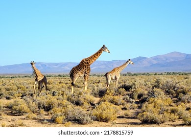 Tall Giraffes In The Savannah In South Africa. Wildlife Conservation Is Important For All Animals Living In The Wild. Animals Walking Around A Woodland In A Safari Against A Clear, Blue Sky