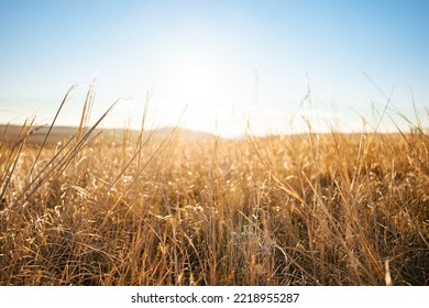 Tall, Golden-yellow Grass In The Sharp Foreground. In The Blurred Background Yellow Fields In Autumn And Blue Sky. No People. Copyspace. Autumn, Harvest, Warm