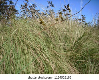 In Tall Grass