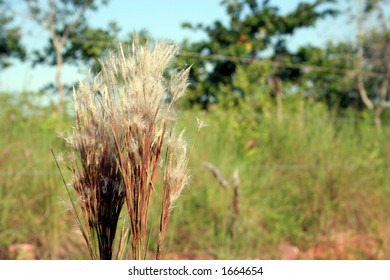 Tall Grass