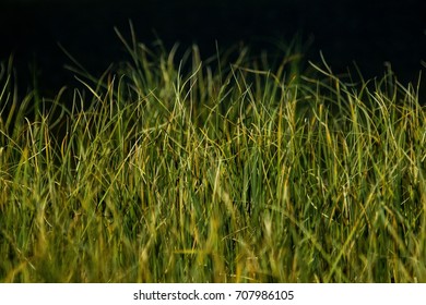 Tall Grass 