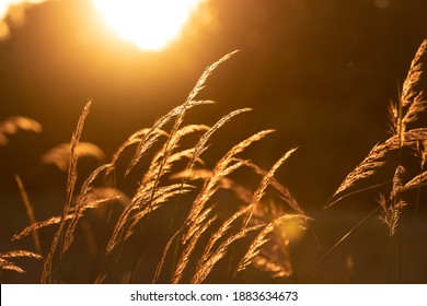 tall grass against golden hour sun