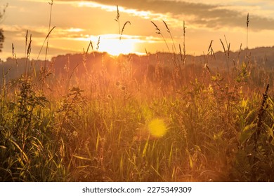 Tall grass against a golden sunset sky. - Powered by Shutterstock