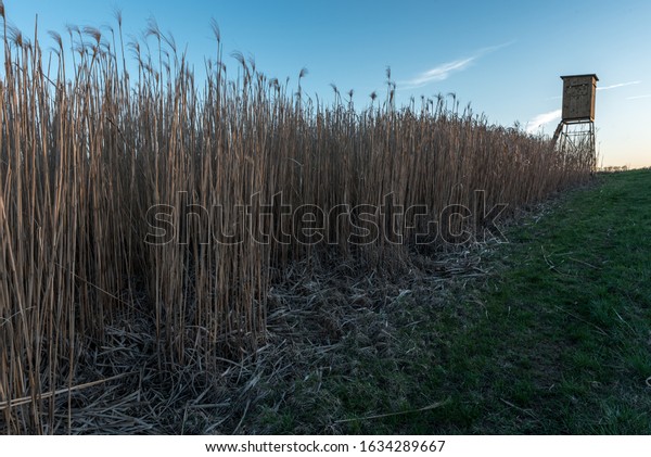 Tall grass\
in an agricultural field with a hunting blind in the distance.\
Early spring, blue skies.\
Germany.