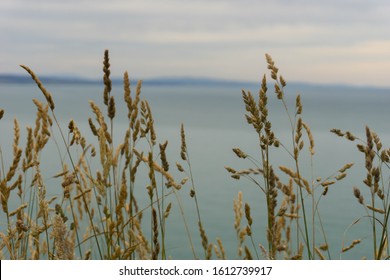 Tall Grass Before The Southern Ocean