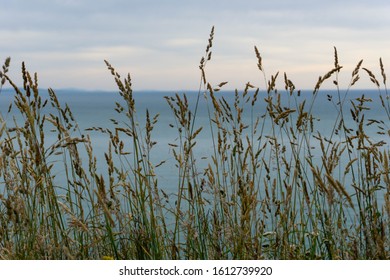 Tall Grass Before The Southern Ocean