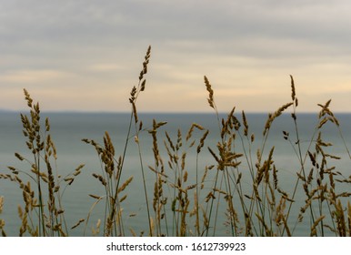 Tall Grass Before The Southern Ocean