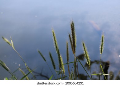 The tall grass with blue background