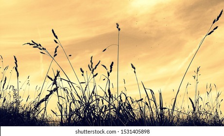 Download Tall Grass Silhouette Images Stock Photos Vectors Shutterstock