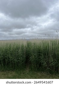 Tall grass with dramatic grey clouds in Heswall