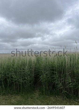 Tall grass with dramatic grey clouds in Heswall