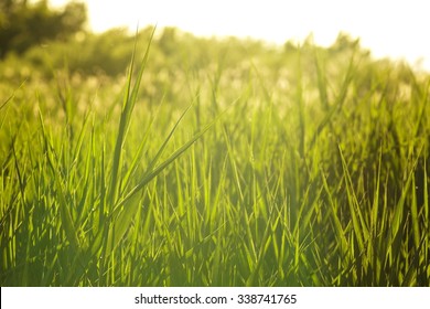 Tall Grass Field Close-up - Powered by Shutterstock