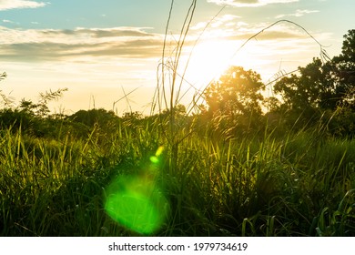 Tall Grass Field With The Sunset To The Background