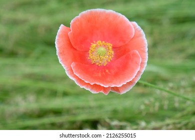 in the tall grass grows a red poppy flower