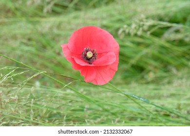 in the tall grass grows a red poppy flower