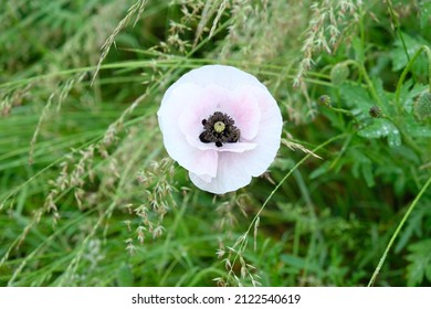 in the tall grass grows a white poppy flower