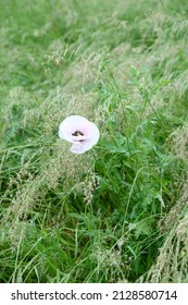 in the tall grass grows a white poppy flower