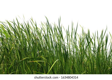 Tall Grass Isolated On A White Background 