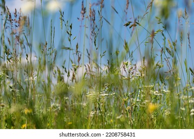 Tall Grass In Low Angle Shallow Depth Of Field, Various Wild Grass In Field