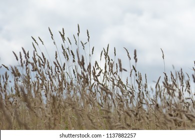 Tall Grass Meadow, blur - Powered by Shutterstock