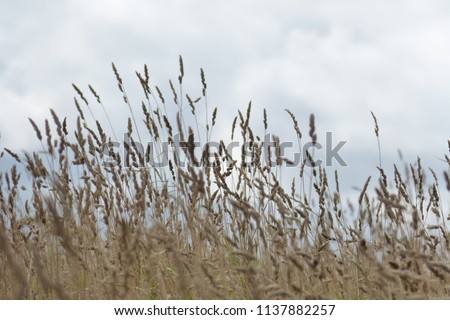 Tall Grass Meadow, blur