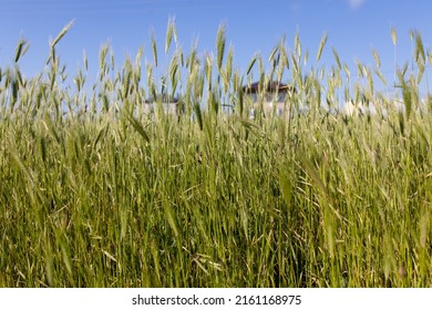 Tall Grass On The Field