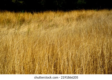 Tall Grass In The Outback