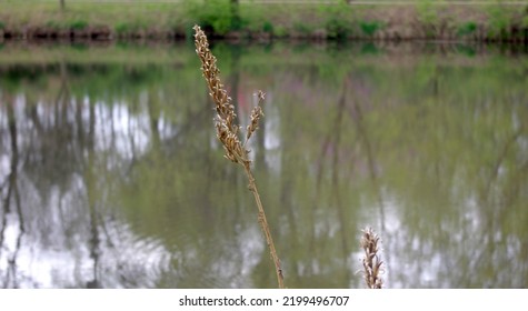 Tall Grass Plants With Lake In The Background