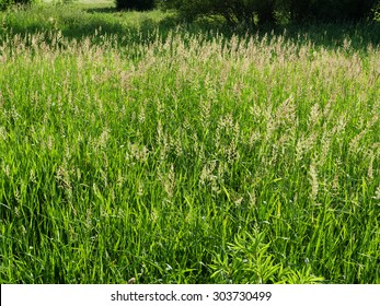 Tall Grass And Plants On Field