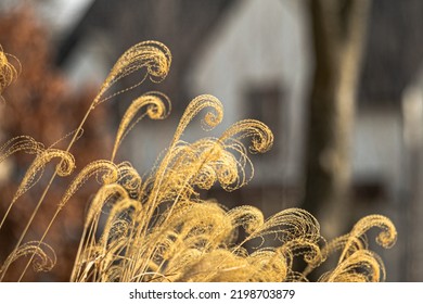 Tall Grass Plants In Suburban Setting