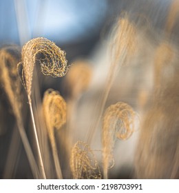 Tall Grass Plants In Suburban Setting