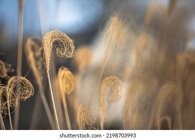 Tall Grass Plants In Suburban Setting