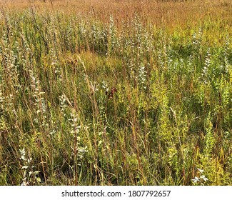 Tall Grass Prairie In The Fall