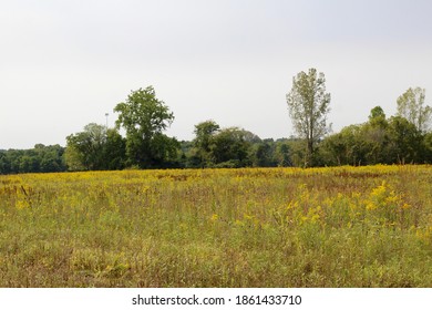 The Tall Grass Prairie Field In The Country On A Sunny Day.