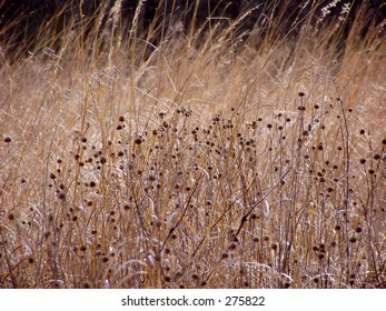 Tall Grass Prairie, Homestead National Monument Of America