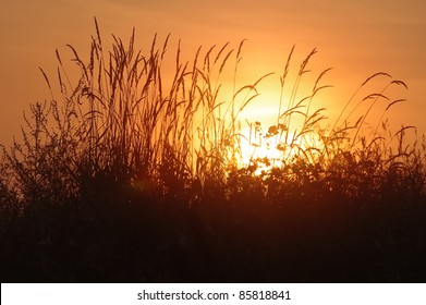 The tall grass in the rays of the rising sun - Powered by Shutterstock