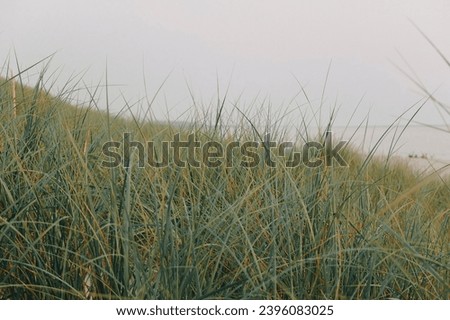 Tall grass in the sand dunes by the Baltic sea