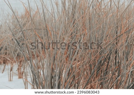 Tall grass in the sand dunes by the Baltic sea
