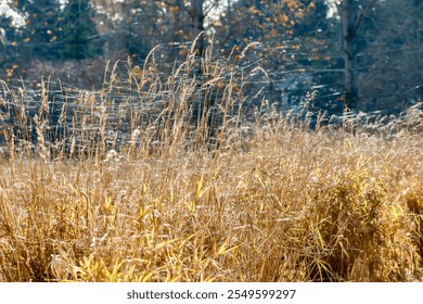 Tall grass with shiny webs flying through the air  - Powered by Shutterstock