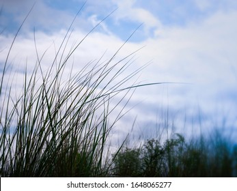 Tall Grass Silhouette Against Blue Cloud Filled Summer Sky