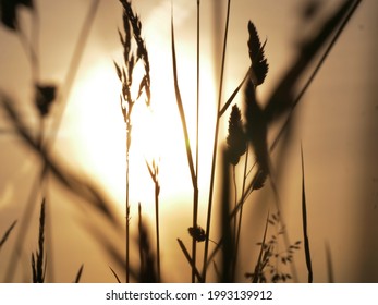 Tall Grass Silhouette Against Sunset Background Medium Shot