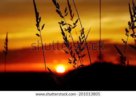 Image, Stock Photo Summer evening in the Camargue III